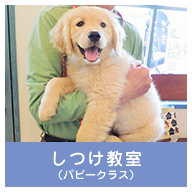 しつけ教室