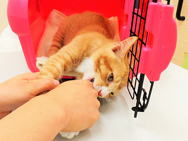 猫に優しい通院