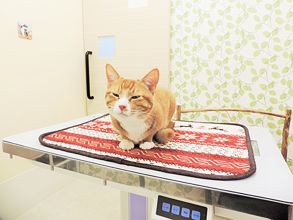 cat image 14