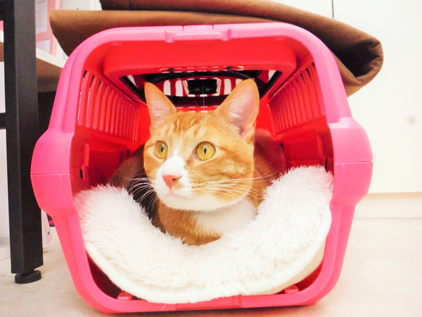cat image 16